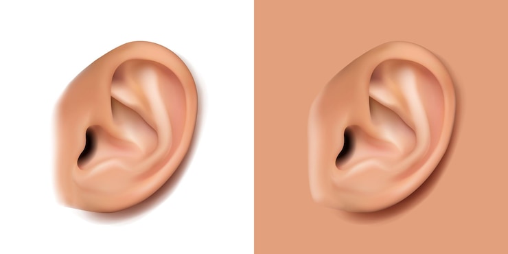 Vecteur gratuit icône de vecteur réaliste. partie du corps humain, anatomie humaine, oreille sur fond blanc.