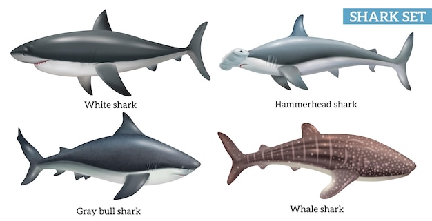 Vecteur gratuit icônes d'espèces de requins dangereux réalistes définies illustration vectorielle isolée