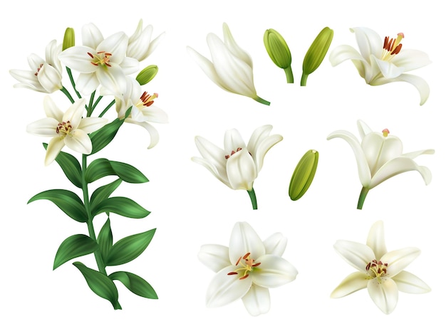 Vecteur gratuit icônes de fleur de lys blanc réaliste sertie de fleurs épanouies illustration vectorielle isolée