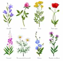 Vecteur gratuit icônes de fleurs sauvages réalistes sertie d'illustration vectorielle isolée de pavot et de camomille en fleurs