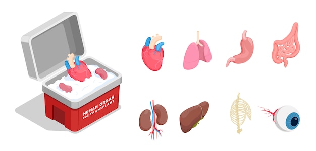 Icônes isométriques définies avec différents organes humains de donneurs pour la transplantation isolé sur fond blanc 3d