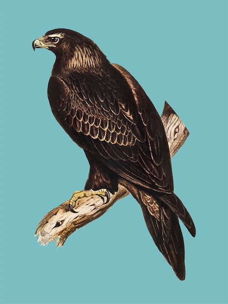 Vecteur gratuit illustration de l'aigle