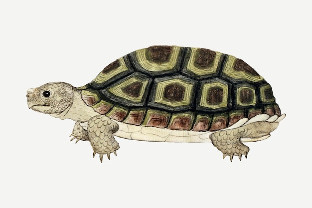 Illustration animale antique d'aquarelle de vecteur de tortue, remixée des oeuvres par Robert Jacob Gordon