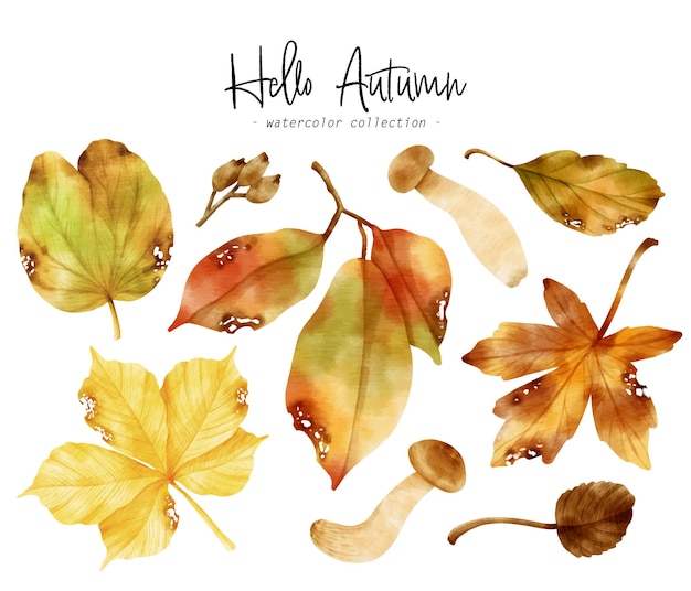 Illustration aquarelle de feuille d'automne colorée pour élément décoratif