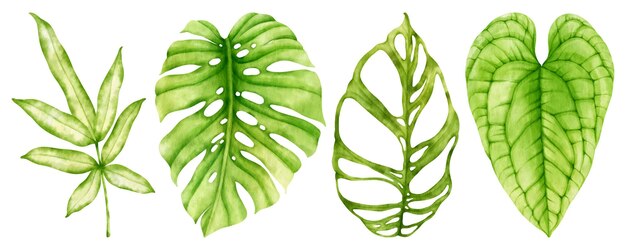 Illustration aquarelle de feuille verte tropicale pour élément décoratif