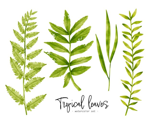 Illustration aquarelle de feuilles vertes tropicales pour élément décoratif
