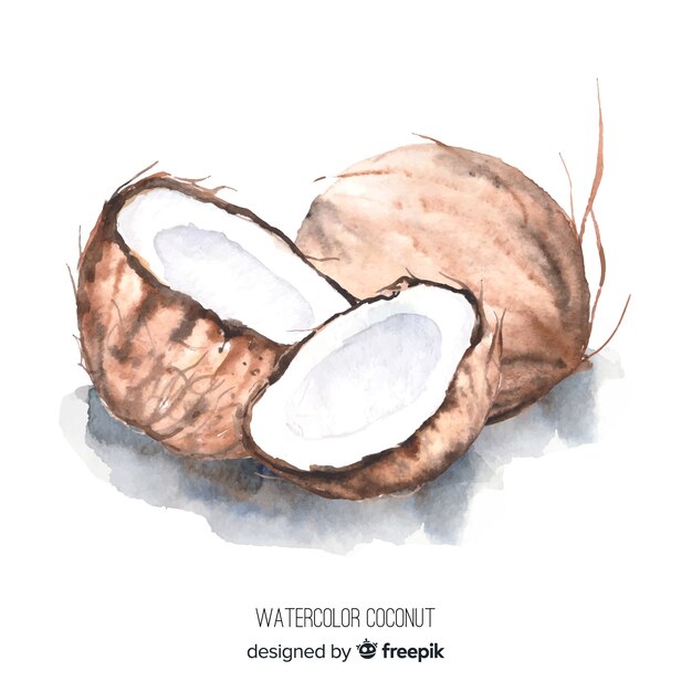 Illustration aquarelle de noix de coco