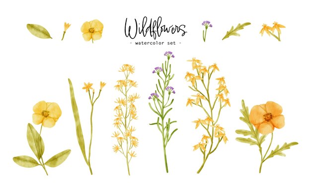 Illustration aquarelle de plantes de fleurs sauvages mignonnes pour élément décoratif