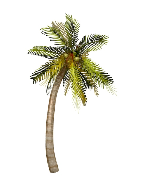 Illustration D'arbre De Cocotier Tropical