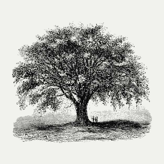 Illustration d&#39;arbre vintage