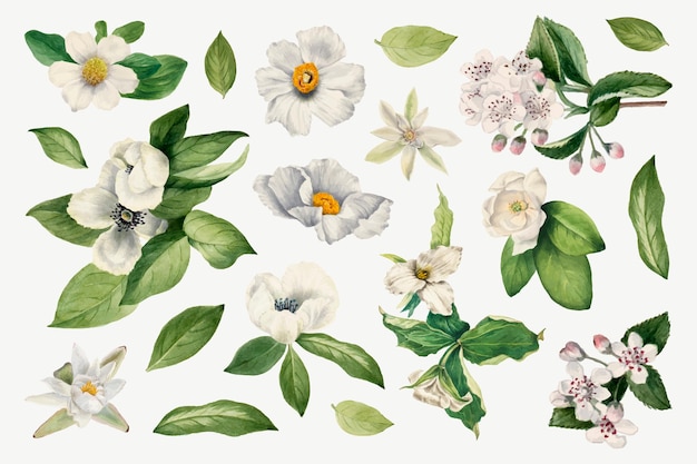 Illustration botanique de vecteur de fleur blanche définie