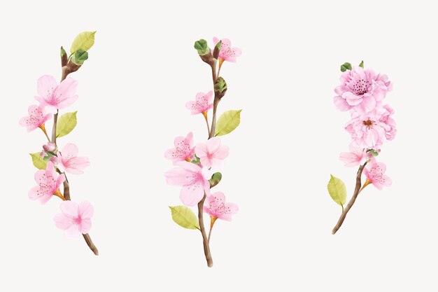 illustration de branche aquarelle fleur de cerisier