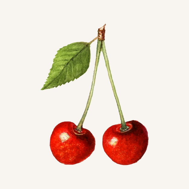 Illustration de cerises vintage.