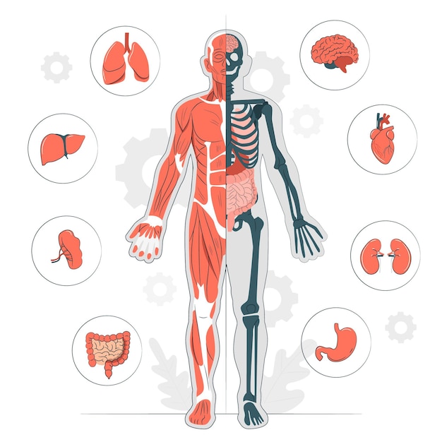 Vecteur gratuit illustration de concept d & # 39; anatomie du corps