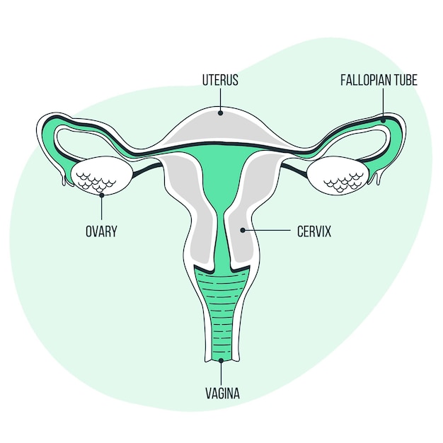 Vecteur gratuit illustration de concept de système reproducteur féminin