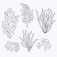 Vecteur gratuit illustration de contour d'algues dessinées à la main