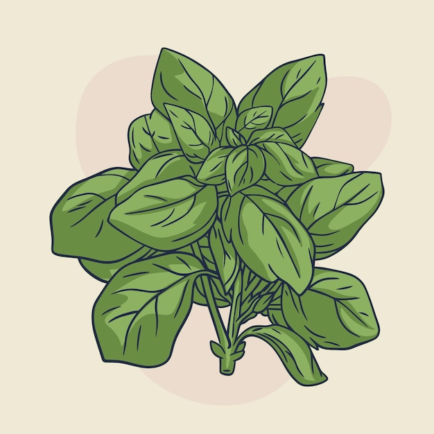 Illustration de contour de basilic dessiné à la main