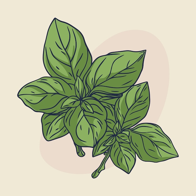 Illustration de contour de basilic dessiné à la main