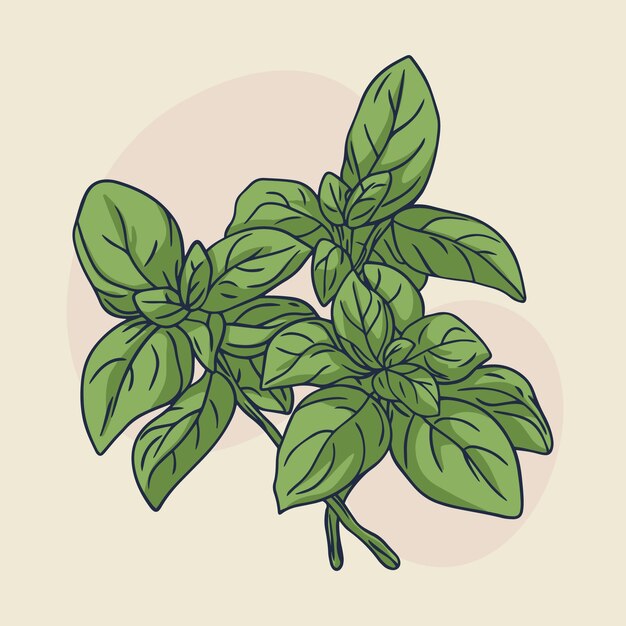 Illustration de contour de basilic dessiné à la main