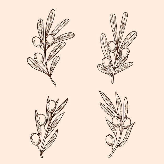 Illustration de contour de branche d'olivier dessinée à la main