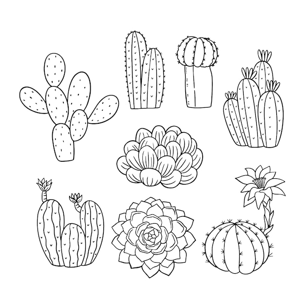 Illustration De Contour De Cactus Dessiné à La Main