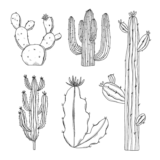 Illustration de contour de cactus dessiné à la main