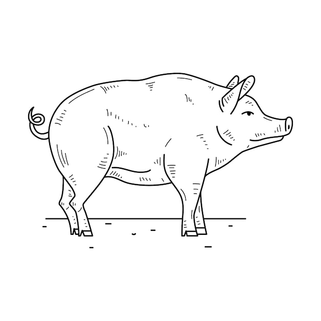 Vecteur gratuit illustration de contour de cochon dessiné à la main