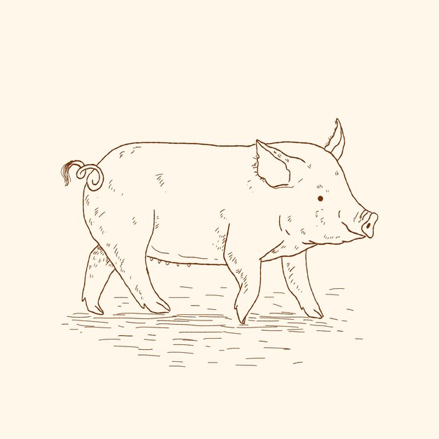 Illustration de contour de cochon dessiné à la main
