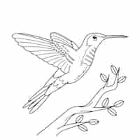 Vecteur gratuit illustration de contour de colibri dessiné à la main