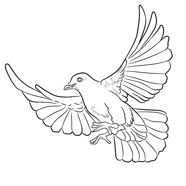 Illustration de contour de colombe dessinés à la main
