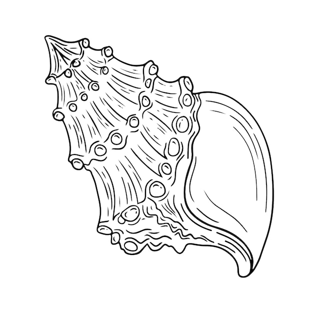 Illustration De Contour De Coquillage Dessiné à La Main