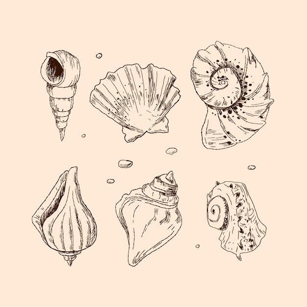 Illustration De Contour De Coquillage Dessiné à La Main