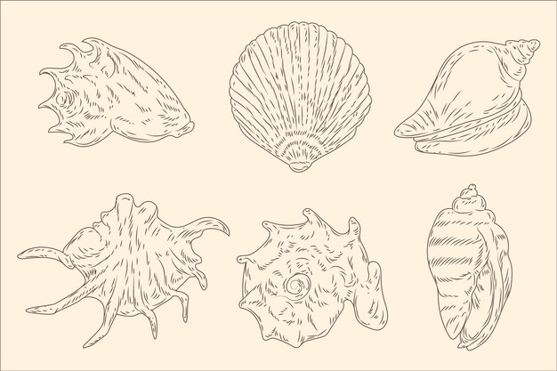 Illustration de contour de coquillage dessiné à la main