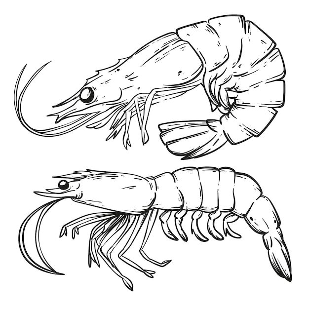 Illustration De Contour De Crevettes Dessinées à La Main