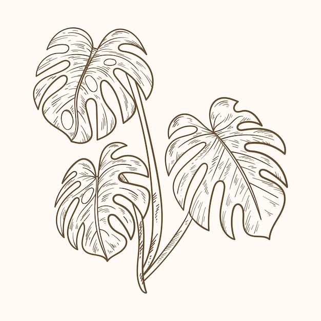 Vecteur gratuit illustration de contour de feuille de monstera dessinée à la main