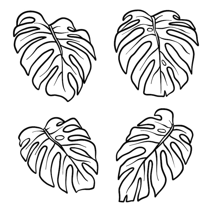 Vecteur gratuit illustration de contour de feuille de monstera dessinée à la main