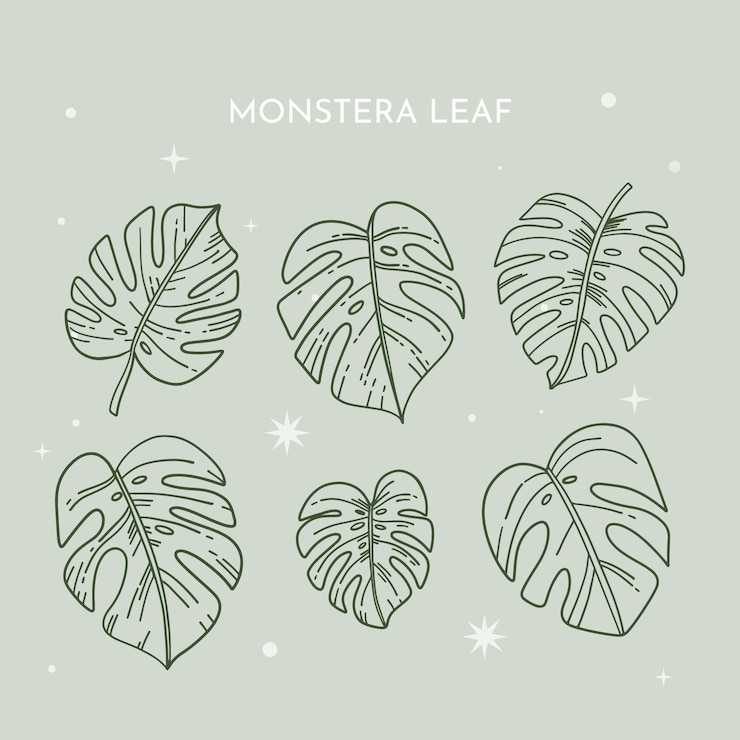 Vecteur gratuit illustration de contour de feuille de monstera dessinée à la main