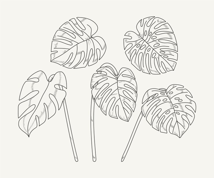 Vecteur gratuit illustration de contour de feuille de monstera dessinée à la main