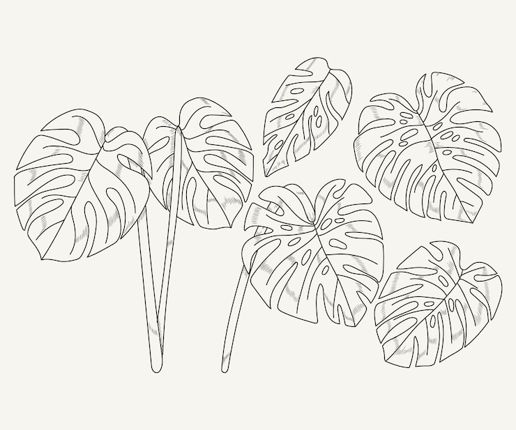 Vecteur gratuit illustration de contour de feuille de monstera dessinée à la main