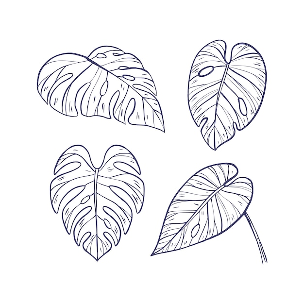 Vecteur gratuit illustration de contour de feuille de monstera dessinée à la main