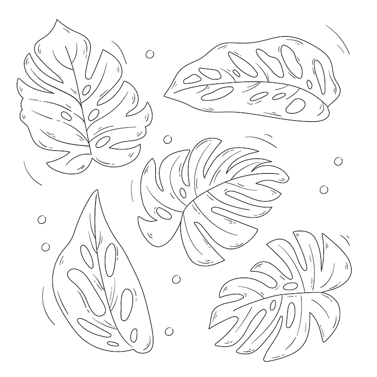 Vecteur gratuit illustration de contour de feuille de monstera dessinée à la main