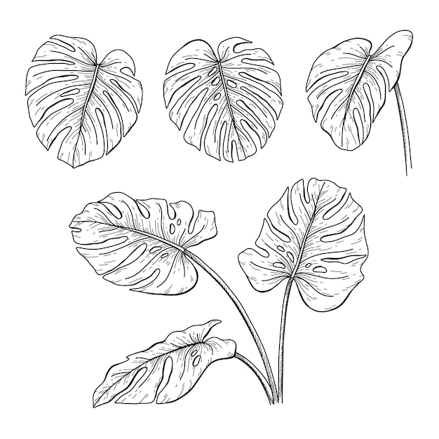 Vecteur gratuit illustration de contour de feuille de monstera dessinée à la main