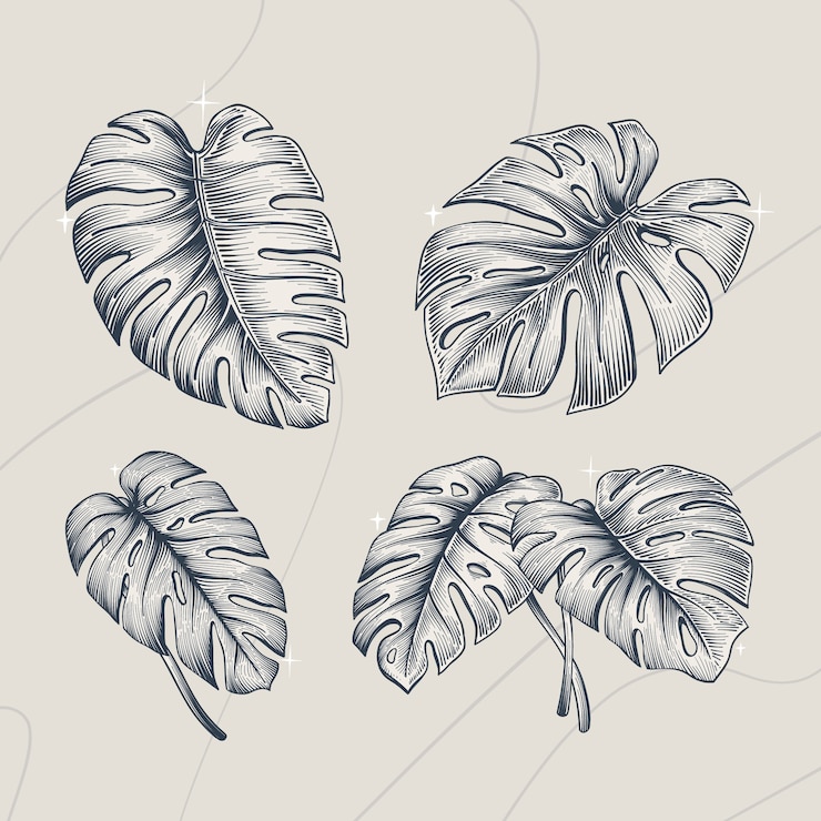 Vecteur gratuit illustration de contour de feuille de monstera dessinée à la main