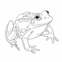 Vecteur gratuit illustration de contour de grenouille dessinée à la main