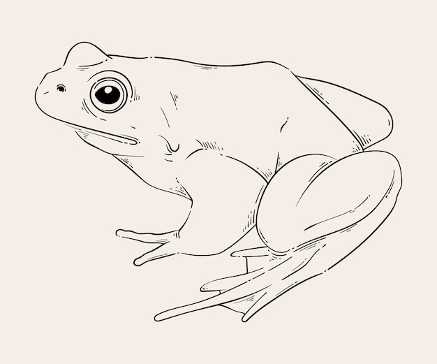 Illustration de contour de grenouille dessinée à la main