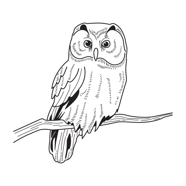 Illustration de contour de hibou dessiné à la main