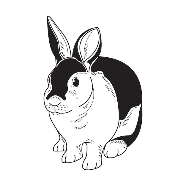 Illustration De Contour De Lapin Dessiné à La Main