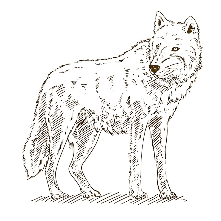 Vecteur gratuit illustration de contour de loup dessiné à la main