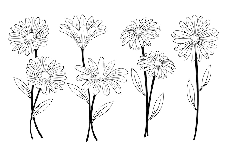 Vecteur gratuit illustration de contour de marguerite dessinée à la main