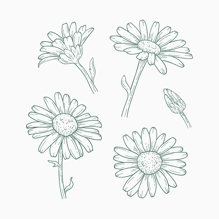 Vecteur gratuit illustration de contour de marguerite dessinée à la main